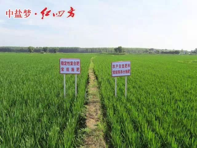 紅四方穩定肥料，為農民增收，讓經銷商獲利