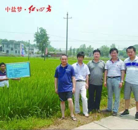 紅四方穩定肥料，為農民增收，讓經銷商獲利