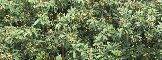 枇杷枝頭笑，紅四方硫酸鉀功勞真不小！