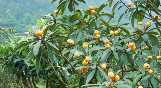 枇杷又大又甜，多虧了紅四方硫酸鉀復合肥！