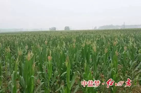 安徽肥東王城的緩釋肥試驗田