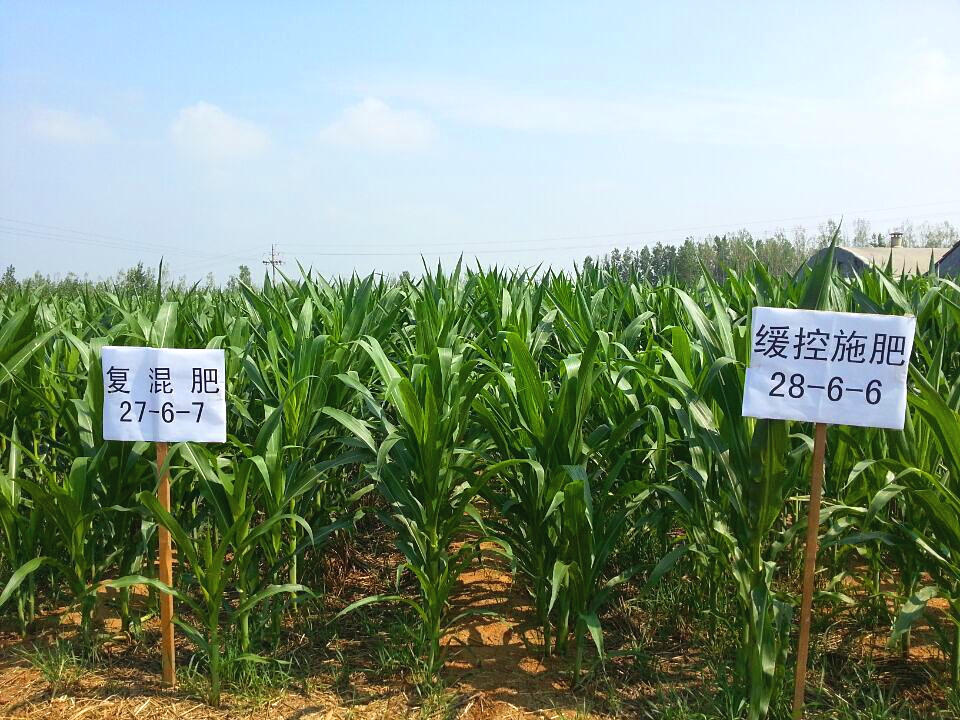 玉米緩控釋肥40%（28-6-6）長勢比復混肥40%（27-6-7）要好，粗壯