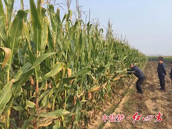 在山西朔城，農化銷售員下鄉回訪了施用過紅四方48%控失肥的農民，老鄉帶著大家走進自家的玉米地。2.