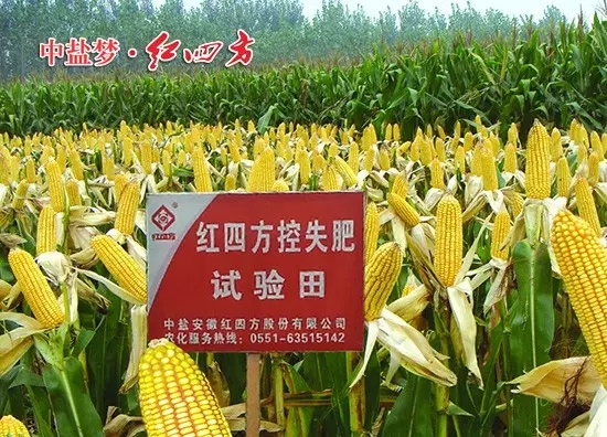 紅四方控失肥在玉米的高產(chǎn)栽培中很給力，肥效時(shí)間長(zhǎng)，利用率高，玉米后期不脫肥，產(chǎn)量高！.