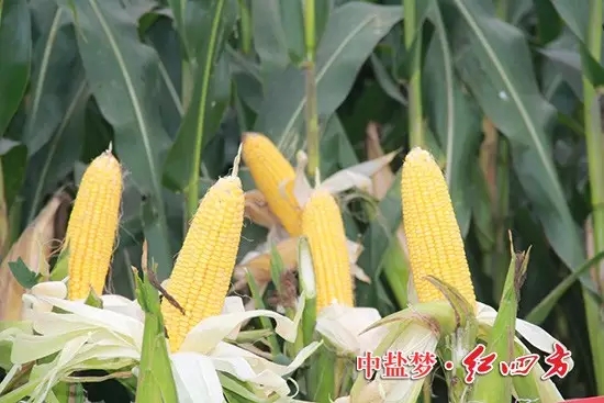 在河南?？h，紅四方農(nóng)化服務(wù)小分隊(duì)走進(jìn)施用紅四方緩釋肥的田地里，這里的玉米棒子大，不凸尖。