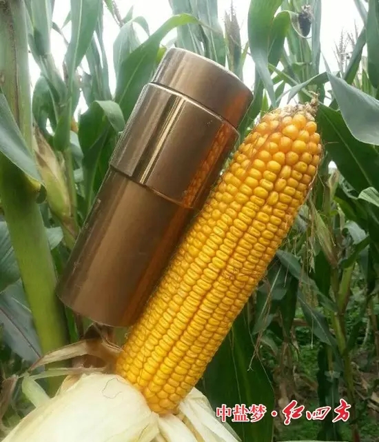 瞧，這玉米棒子，比我的茶杯還大，大家都夸“紅四方”是好肥料，大品牌質(zhì)量有保證，用得放心更省心。