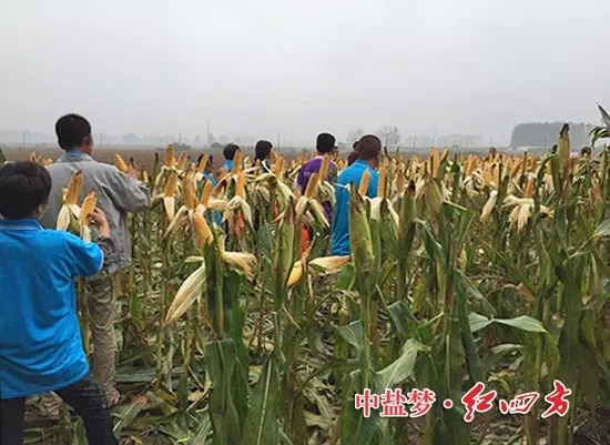 在河南漯河新店鎮(zhèn)，約40名網(wǎng)點(diǎn)商與種田大戶現(xiàn)場(chǎng)觀摩施用紅四方40%（28-6-6）添加腐植酸控失肥的玉米，發(fā)現(xiàn)桿徑粗壯、籽粒飽滿、根系發(fā)達(dá)，良好的肥效獲得一致好評(píng)