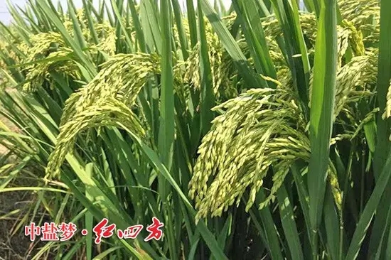 株洲攸縣經(jīng)銷商蘇海玉發(fā)來(lái)的施用紅四方肥料的水稻圖片，沉甸甸的稻穗惹人喜愛(ài)。