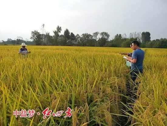 懷寧縣種植業(yè)管理局副局長(zhǎng)，黃墩農(nóng)技站站長(zhǎng)與紅四方農(nóng)化銷售員一起查看紅四方緩釋肥示范田，豎起拇指夸“好肥料，好莊稼”！
