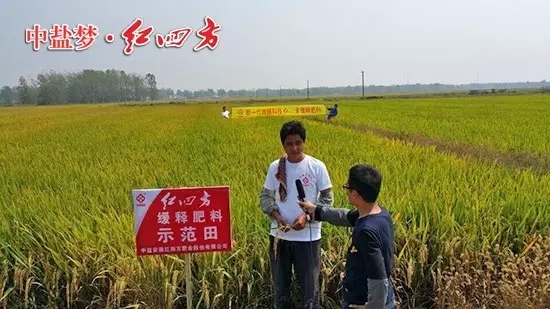 安徽長(zhǎng)豐縣水稻綜合實(shí)驗(yàn)示范區(qū)，農(nóng)戶正在接受電臺(tái)采訪：“紅四方緩釋肥用在水稻上增產(chǎn)效果非常明顯！”