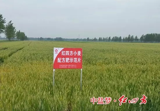 紅四方小麥配方肥，效果真不錯(cuò)！