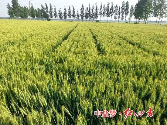 2015年5月，河南業(yè)務(wù)員潘俊發(fā)來(lái)的圖片，施用紅四方肥料的小麥穗大，粒飽，產(chǎn)量高！