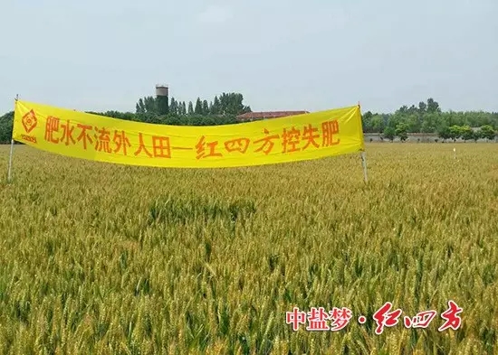 在河南遂平，施用紅四方控失肥的小麥長(zhǎng)勢(shì)很好，桿壯葉青穗大，麥浪滾滾，煞是喜人！