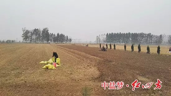 眾里尋它千百度，那肥卻在田間地頭處！--紅四方復合肥