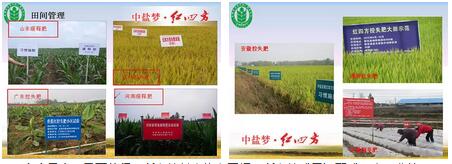 紅四方緩釋肥、控失肥全國示范田試驗報告匯編