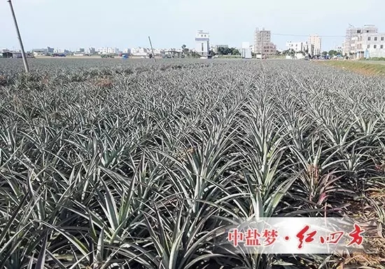 戲稱“菠蘿地海”都是因為施用紅四方硫酸鉀控失肥復(fù)合肥，更硫，用肥更少