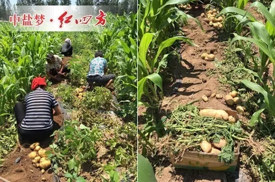 農(nóng)民正在熱火朝天的挖土豆，優(yōu)質(zhì)土豆用的是什么肥呢？