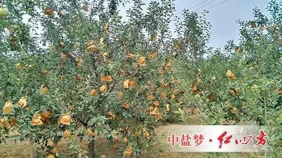 蓬萊紅四方蘋果園掛滿小“燈籠” 蓬萊紅四方蘋果園掛滿小“燈籠”