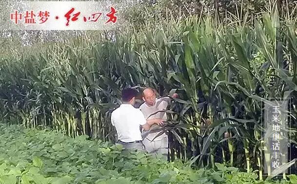 玉米即將豐收,長勢好。 玉米即將豐收,長勢好。