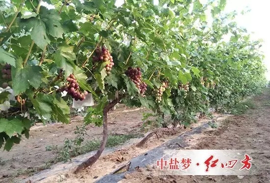 粗壯的藤條纏繞在搭好的架子上,濃綠的藤葉覆蓋左右,一串串紅艷艷的提子點綴其中. 粗壯的藤條纏繞在搭好的架子上,濃綠的藤葉覆蓋左右,一串串紅艷艷的提子點綴其中.