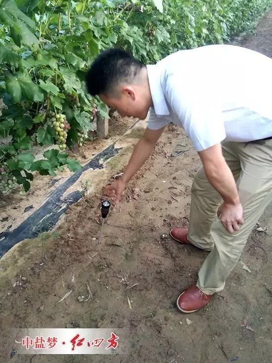 這片地的酸度平均在6.8,是種植紅提最好的土壤酸堿度范圍,說明紅四方水溶肥在充分發揮肥料供應的同時,已經改善了果園的土壤結構與酸堿度。 這片地的酸度平均在6.8,是種植紅提最好的土壤酸堿度范圍,說明紅四方水溶肥在充分發揮肥料供應的同時,已經改善了果園的土壤結構與酸堿度。