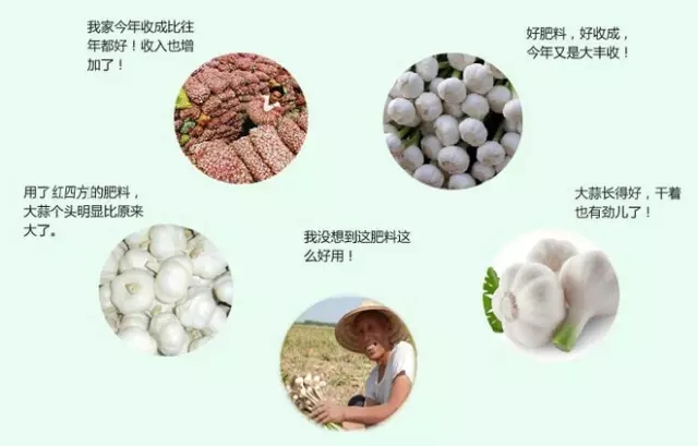 山東紅四方經銷商結合當地主要種植作物大蒜和紅四方復合肥料制定了大蒜高產肥料套餐，經過多年肥料銷售經驗及種植經驗，制定而成的大蒜高產肥料套餐，在當地相當受歡迎。