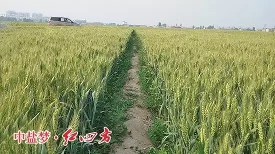 河北南皮縣聚豐種業(yè)，小麥使用了勁霸48%（20-20-8）小麥專用配方肥和紅四方45%（18-22-5）小麥肥后，籽粒更加飽滿，豐收在望，李老板喜不自勝。