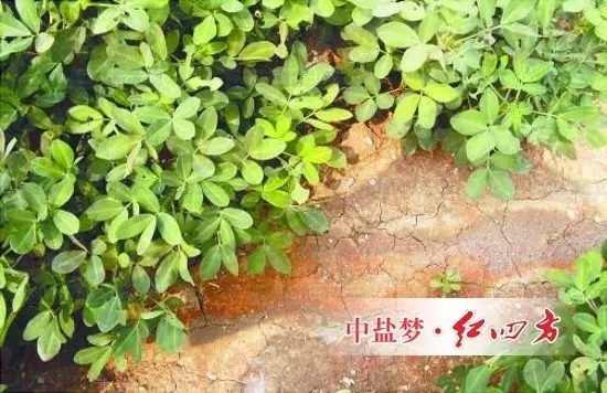 長期單獨施用氯化銨、氯化鉀、含氯復合肥等生理酸性肥料，一方面會引起土壤變酸，使土壤有益微生物活動受影響