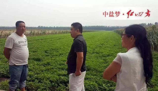 紅四方花生肥效果好 紅四方花生肥效果好