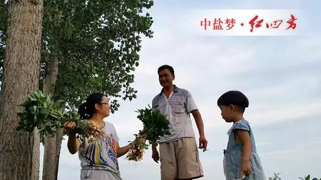 (一家人都開心,看長勢今年花生大豐收) (一家人都開心,看長勢今年花生大豐收)