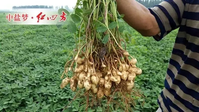 (花生不早衰,不死秧,不落果,活桿成熟) (花生不早衰,不死秧,不落果,活桿成熟)