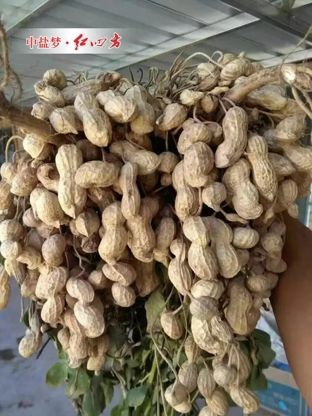 (剛收的花生掛滿院子,今年產量又上不少) (剛收的花生掛滿院子,今年產量又上不少)