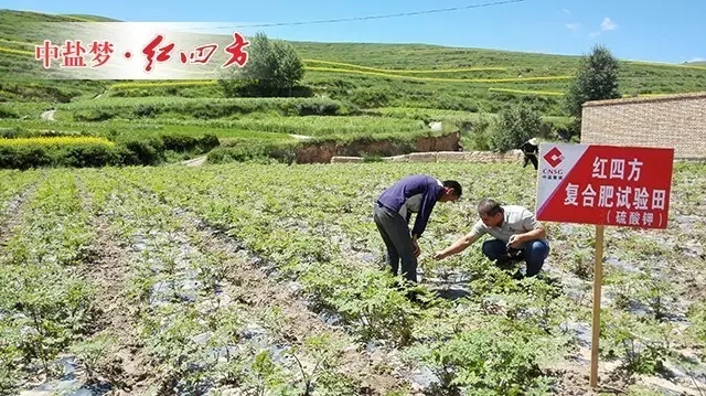 歸移栽后20天左右便可陸續(xù)出苗，這塊地呈帶狀高畦，排水性好，當歸長勢旺盛。田老伯兒子每天都來查苗，從土壤排水到莖葉長勢，一絲一毫都不放過。