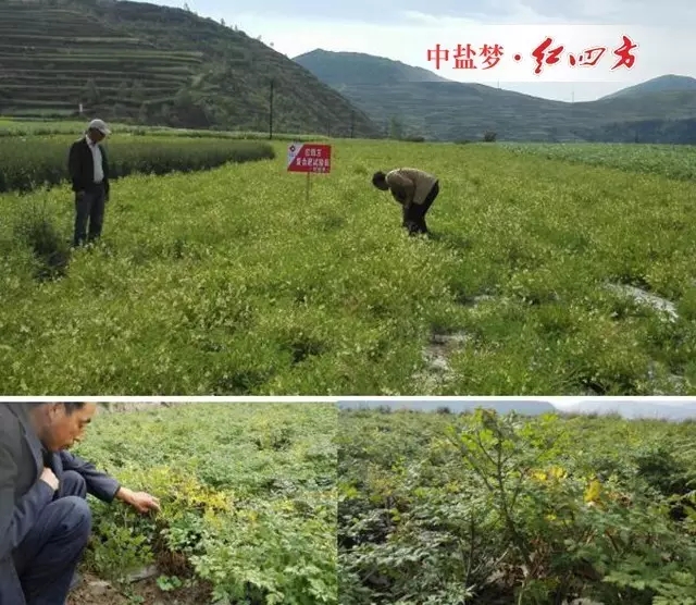 歸封垅后，下部老葉因光照不足而發(fā)黃，這部分老葉要及時摘除，這既可避免不必要的養(yǎng)分消耗，又能改善群體內部的通風透光條件。