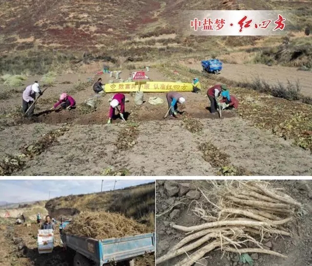 霜降季節(jié)過后，岷縣的當歸采挖就全面展開了…….