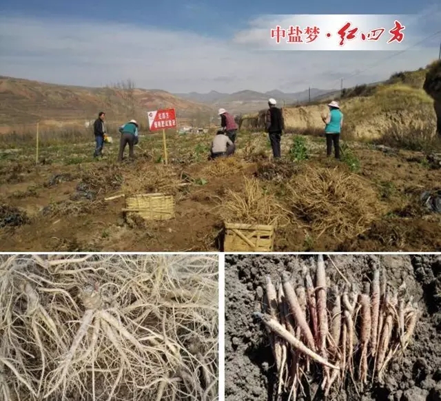 當歸采挖結束后，應及時撿選分級。將有病的、蟲蛀的、挖傷的、腐爛的挑選出來，將好藥材整理，方便干燥加工。及時攤開，晾曬，防止堆放時間過長和堆體太大，造成發(fā)熱，影響品質。