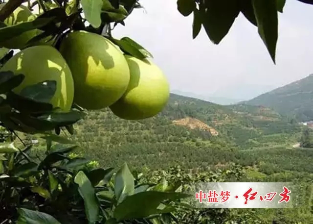 作為世界客都，葉帥故里的廣東梅州不僅山清水秀，環(huán)境優(yōu)雅，而且民風(fēng)淳樸，人杰地靈，紅四方在梅州地區(qū)的肥料銷售也有八年之久了。