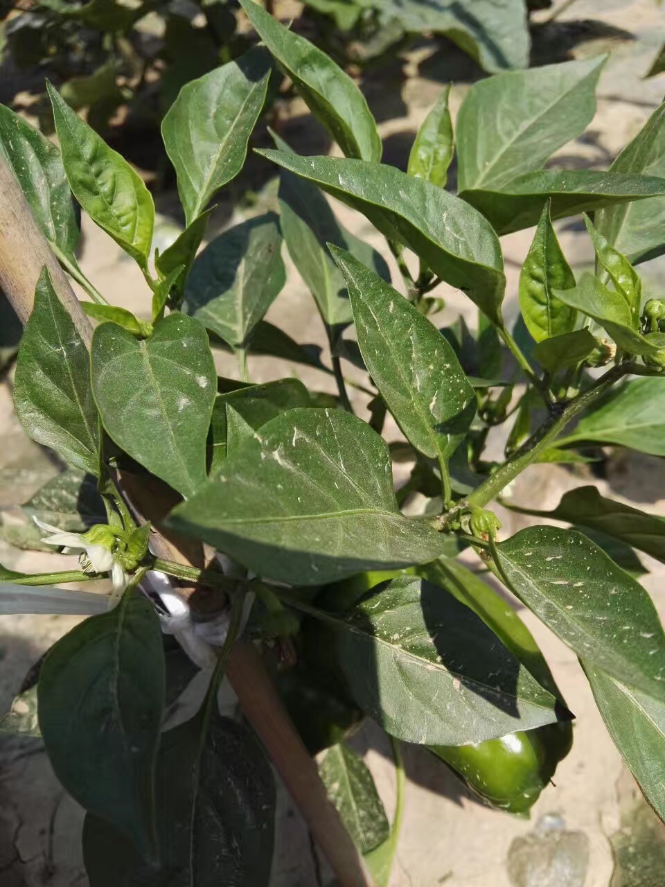 辣椒施用紅四方復合肥