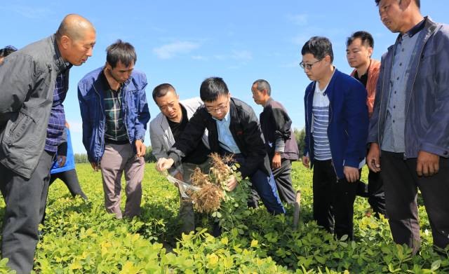 孟遠(yuǎn)奪挖取示范田的花生進(jìn)行觀察